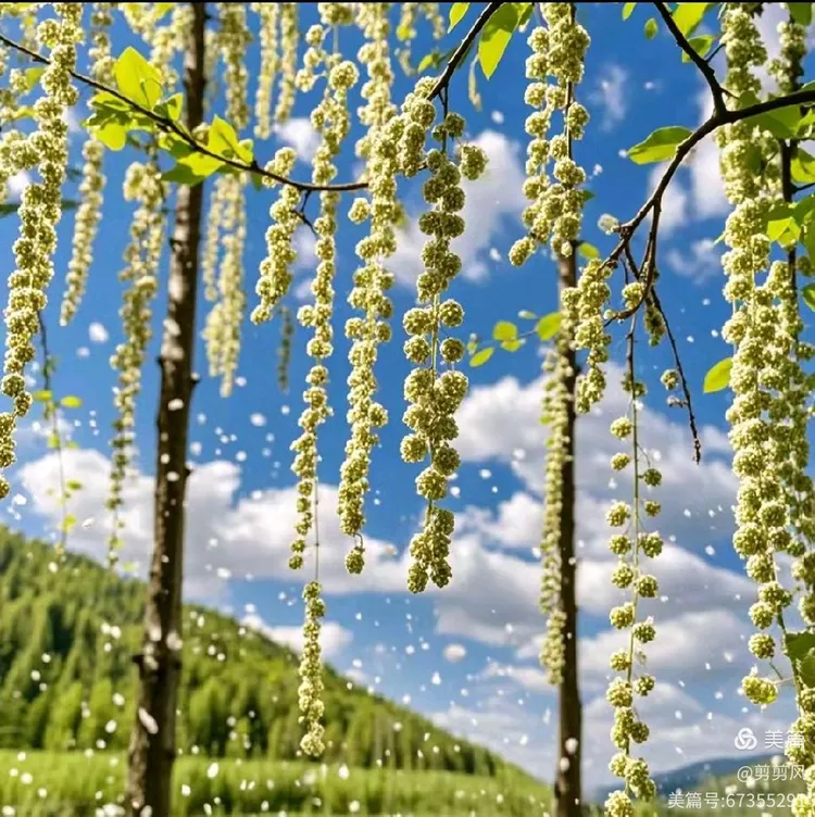 英译吴融,《杨花》